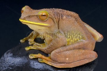 Great Treefrog (Boophis albilabris) on black background