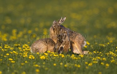 Brown hare (Lepus europaeus) Hare boxing in a meadow covered with dandelion  England  Spring