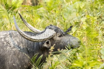 India  Assam  Kaziranga national park  Unesco World Heritage  indian buffalo (Bubalus arnee)  male