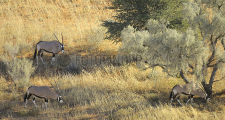 Oryxes in the dunes of the Kalahari in the late afternoon. South Africa