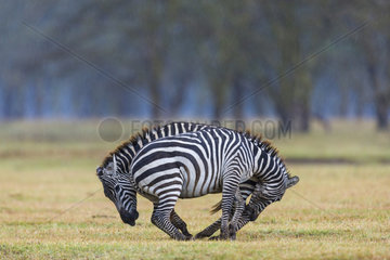 Plains zebra (Equus burchelli) fighting  Nakuru lake National Park  Kenya