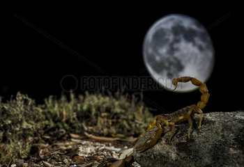 Common Yellow Scorpion (Buthus occitanus) in front of moon  Spain