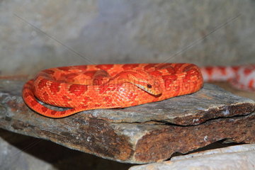 Red corn snake (Panterophis guttatus)