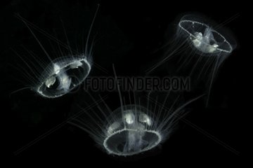Craspedacusta sowerbii  freshwater jellyfish  phylum Cnidaria  invasive species. Lugano lake  Ticino  Switzerland Digital composed