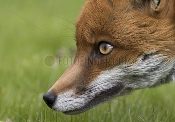 Red fox (Vulpes vulpes) Fox eyes details. England  Spring