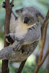 Koala (Phascolarctos cinereus) resting in a tree  Australia