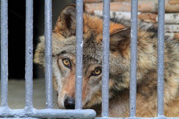 Wolf in captivity. Zoo Yerevan  Armenia