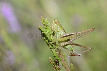 Two-coloured bush-cricket (Bicolorana bicolor)  Lutzelhardt  Northern Vosges Regional Nature Park  France