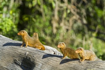 Kenya  Masai-Mara game reserve  Dwarf mongoose (Helogale parvula)