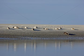 Common seals (Phoca vitulina) and Gray seals (Halichoerus grypus) on the sandbanks in the bay of Authie in Berck Sur Mer  Hauts-de-France  France