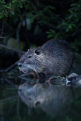Nutria (Myocastor coypus) and its reflection  Greater East  France