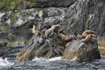 Steller sea lions ( Eumetopias jubatus) on the shore  Valdez  Alaska