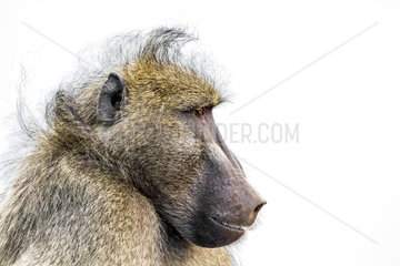 Portrait of Chacma baboon (Papio ursinus)  Kruger National Park  South Africa