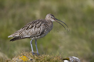 Curlew (Numenius atquata) bird calling  Shetland  Spring