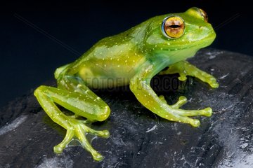 Spotted tree frog (Boophis albipunctatus) on black background