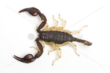 European Yellow Tailed Scorpion in studio