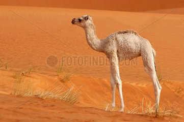 Junge Dromedarin in der Wüste der Vereinigten Arabischen Emirate
