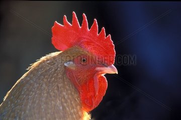 Portrait of a cock of farmyard