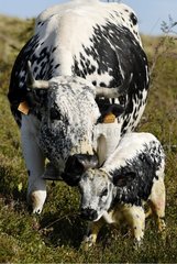 Vosges Cow und ihr Kalb auf Mount Hohneck Frankreich