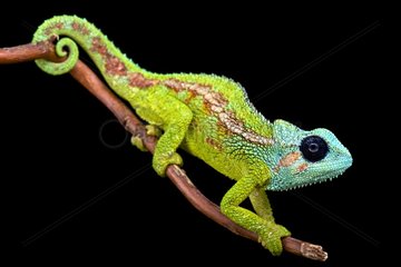 Jeweled chameleon (Trioceros hanangensis)