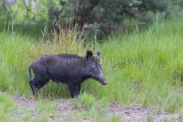 Wild boar (Sus scrofa)  Hesse  Germany  Europe