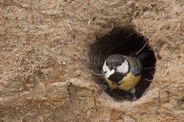 Great Tit (Parus major) out with a fecal sac from its nest (former nest Bee-eater). Camargue  France