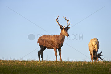 Male red deers grazing at dusk - France
