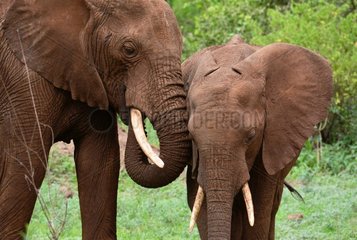 Tanzania. Manyara national park. Caddle between two elephants in the bush.