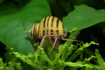 (Asolene spixi) hydras-eating Snail evolving in plants of aquarium