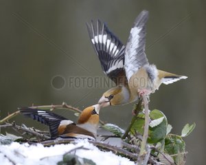 Fight between Hawfinches (Coccothraustes coccothraustes) male and female  19 January 2016  Northern Vosges Regional Nature Park  declared a World Biosphere Reserve by UNESCO  France