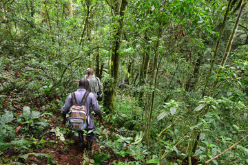 Tourists in the Bwindi Impenetrable Forest - Uganda