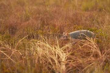 Long-nosed Armadillo - Nine-banded Armadillo (Dasypus novemcinctus) - Matiti savana - French Guiana