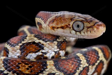 Yellow-red Rat Snake (Pseudelaphe flavirufa)  Mexico