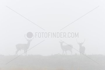 Fallow Deers (Cervus dama) on misty morning  Autumn  Hesse  Germany  Europe