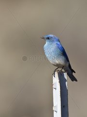 Mountain bluebird (Sialia currucoides) male. Near Panguitch  Utah  USA