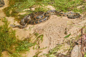 Dark-spotted Anaconda (Eunectes deschauenseei) near a river - Matiti - French Guiana