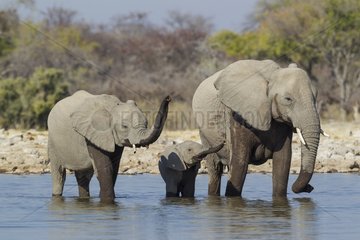 African Elephant (Loxodonta africana) - Cow with two different aged calves at a waterhole. By raising their trunk  elephants capture smells. Etosha National Park  Namibia.