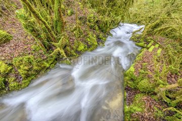 Stream of Armaille   supplied with water after rainstorms and moss covered trees (Antitrichia curtipendula)  Bugey  Ain  France. This type of mossy forest is associated with shady valleys to the atmosphere very humid in all seasons