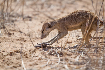Meerkat catching a millipede - Kalahari South Africa