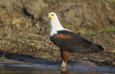 African Fish Eagle on Chobe river bank - Botswana