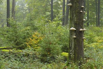 Beech forest (Fagus sylvatica) in autumn  Spessart  Bavaria  Germany  Europe