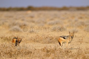 Black-backed jackals  Etosha  Namibia