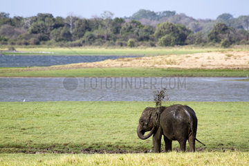 Sri Lankan elephant - Minneriya reservoir Sri Lanka