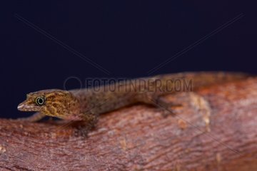 The Bequia dwarf gecko (Sphaerodactylus kirby) is one of the smallest vertebrates on earth with a total length of around 2 cm.  Becky island  Saint Vincent and the Grenadines