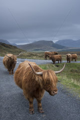 Highland cow on the road between Elgon and Torrin - Isle of Skye
