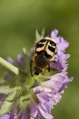 Bee Beetle (Trichius fasciatus). Sweden in July