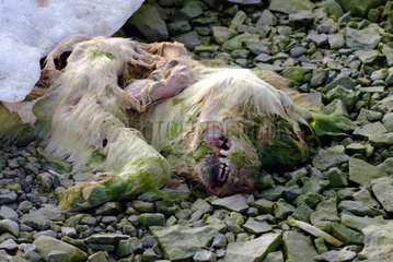 Cadaver of eskimo dog rejected by the sea Canadian Arctic