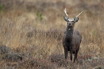 Sika deer in the tall grass GB