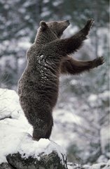 Ours brun des Pyrénées debout dans la neige Espagne