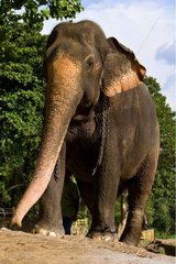 Inländische asiatische Elefant männliche Sri Lanka